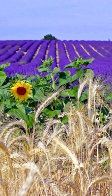 природа поле nature field