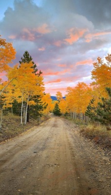 природа деревья дорога nature trees road