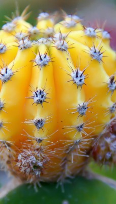 природа цветы кактус nature flowers cactus