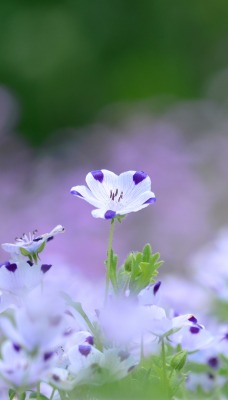 природа цветы белые nature flowers white