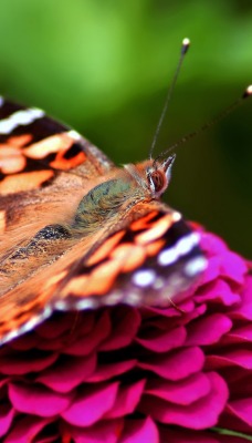 природа животные насекомое бабочка цветы nature animals insect butterfly flowers