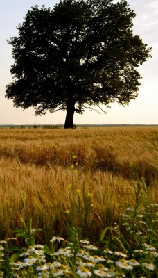 природа деревья трава поле горизонт nature trees grass field horizon