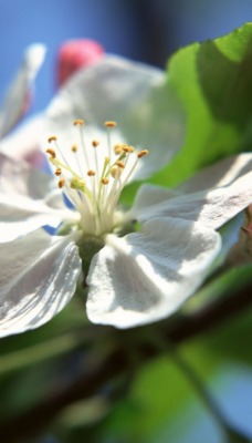 природа цветы nature flowers