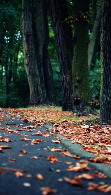 природа осень листья деревья nature autumn leaves trees