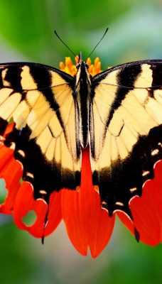 природа животные насекомое бабочка цветы nature animals insect butterfly flowers