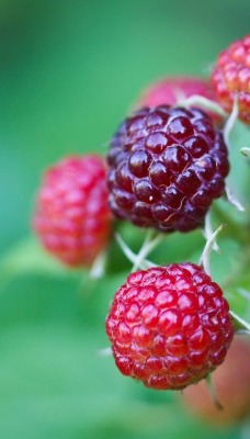 природа еда малина ягоды nature food raspberry berries