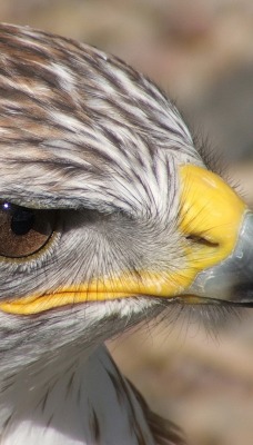 орел клюв eagle the beak