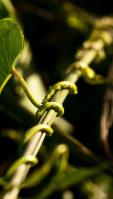 природа ветка листья nature branch leaves