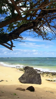 берег море дерево shore sea tree