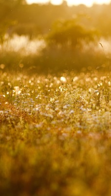 природа дождь nature the rain