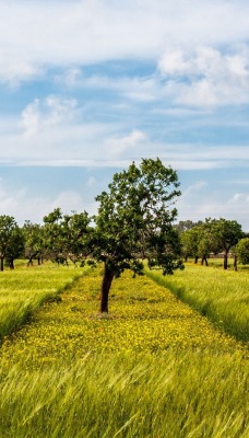 природа поле деревья небо облака nature field trees the sky clouds