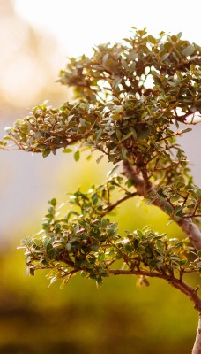 природа деревья nature trees