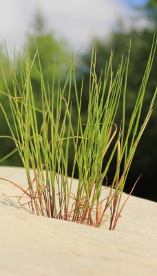 природа трава песок nature grass sand