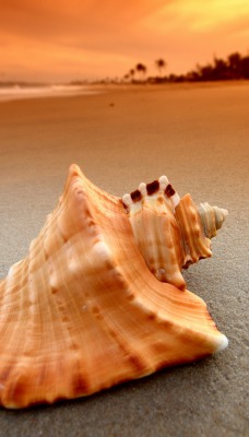 ракушка на песке закат берег shell on the sand sunset shore