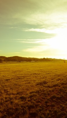 природа поле солнце трава nature field the sun grass