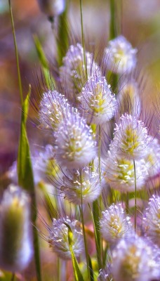 природа трава цветы nature grass flowers