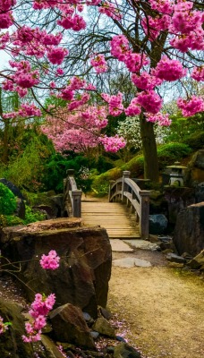 Тропинка цветение сакура Path flowering Sakura