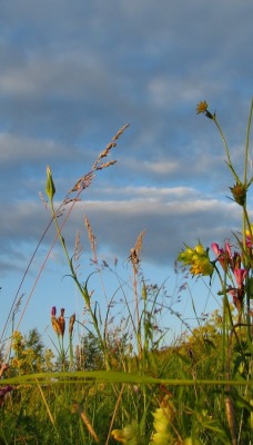 природа трава небо nature grass the sky