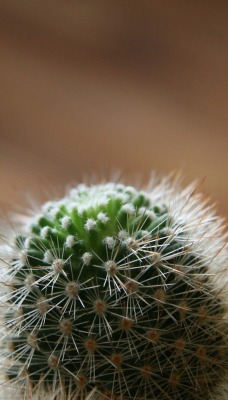 природа кактус nature cactus