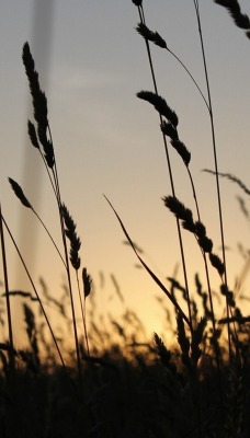 природа трава восход nature grass sunrise