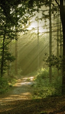 природа лес деревья nature forest trees