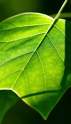 природа листья деревья nature leaves trees