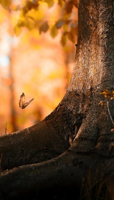 Бабочка у корней дерева