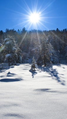 лыжник лес снег зима