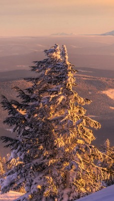 природа горизонт деревья зима горы снег nature horizon trees winter mountains snow