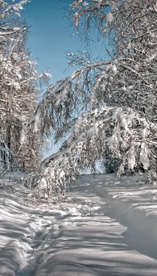 дорога снег деревья road snow trees