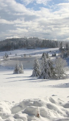 зима снег деревья winter snow trees