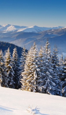 зима горы ели снег winter mountains ate snow