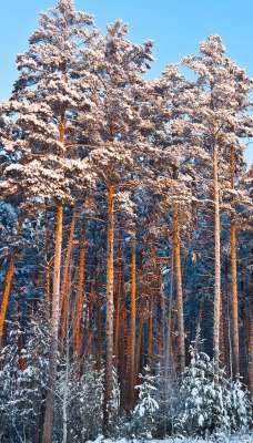 деревья лес зима снег иней trees forest winter snow frost