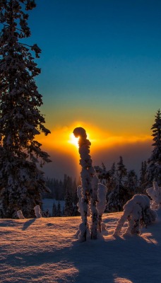 природа зима солнце деревья nature winter the sun trees