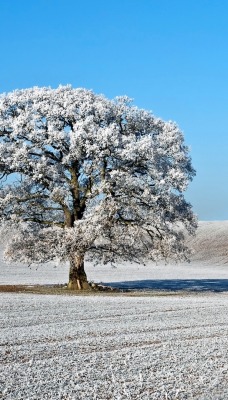 дерево поле иней tree field frost