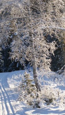 дорога снег лес road snow forest