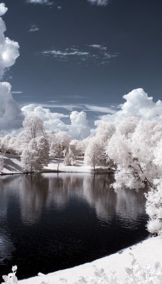 иней снег деревья озеро зима frost snow trees the lake winter