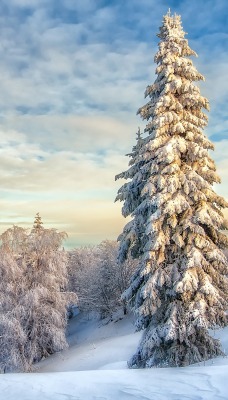 снег ели зима небо snow ate winter the sky