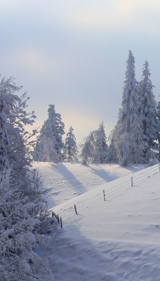 природа снег зима деревья nature snow winter trees