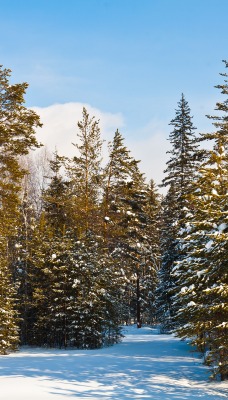 природа деревья снег зима nature trees snow winter