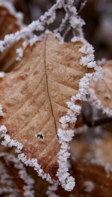 природа листья снег nature leaves snow