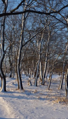 природа деревья снег nature trees snow