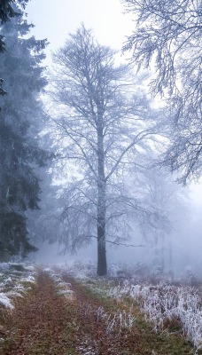 природа деревья снег nature trees snow