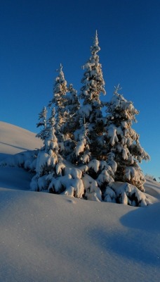 природа снег деревья зима