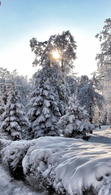 снег зима лучи деревья snow winter rays trees