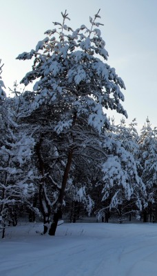 лес ели сосны зима