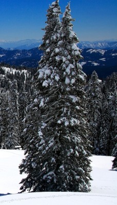 природа деревья снег nature trees snow