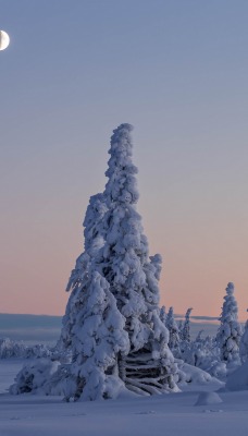 снег зима ели snow winter ate