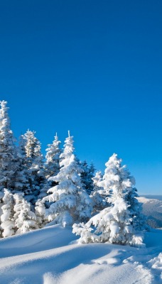 снег зима гора ели snow winter mountain ate