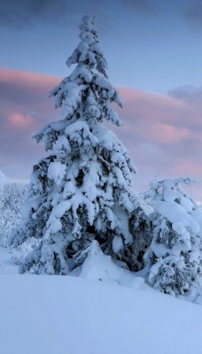 природа снег деревья зима облака nature snow trees winter clouds